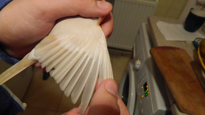 male 1 brown-pastel(2) - Reproductie 2013