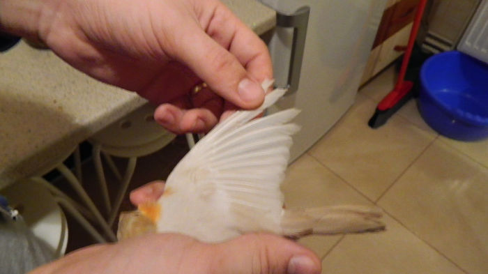 male 2 brown-pastel(3)