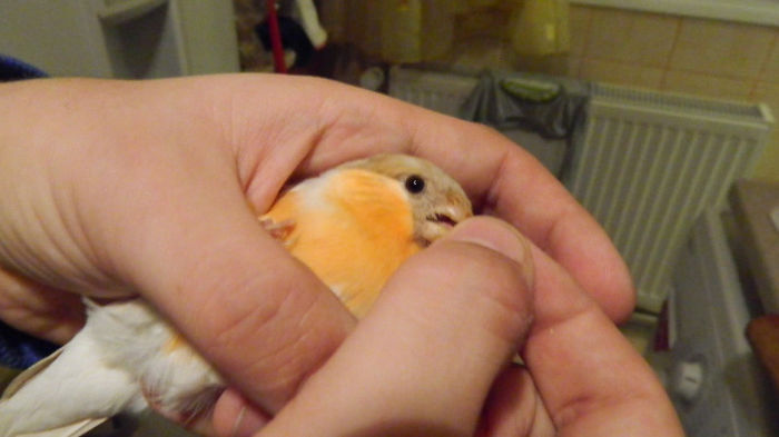 male 2 brown-pastel(4)