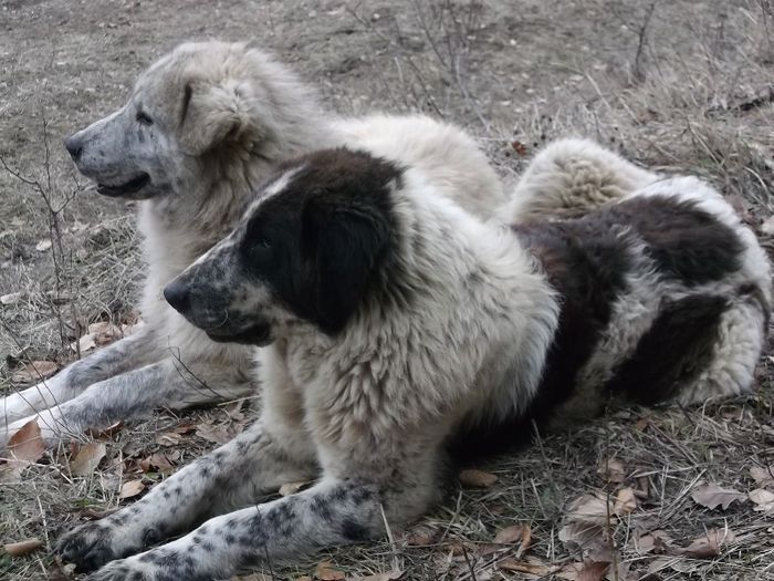 ciobanesti de bucovina