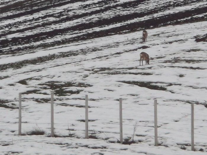 NE DOARE-N PATA ALBA DE VOI