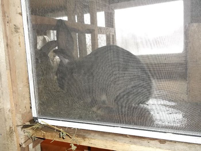 AM CERUT PLASA ANTI TANTAR