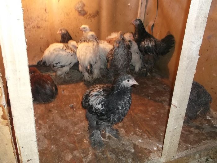 VOM CRESTE MARI SI INELATI