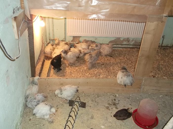 NE CAM TRAGE VANTUL........