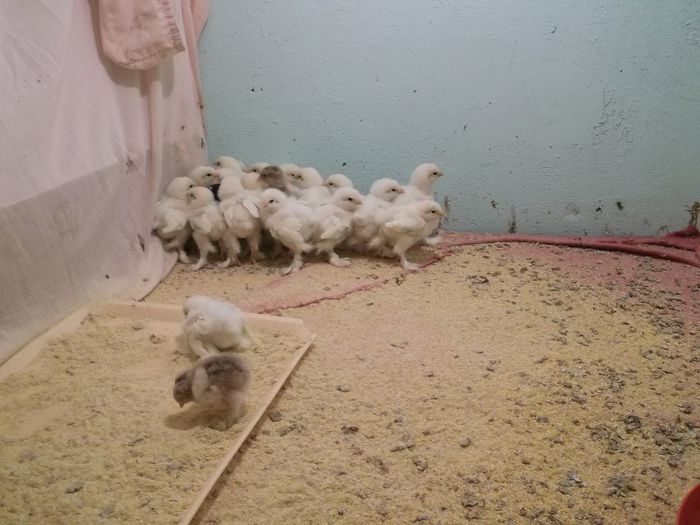 SEFU', PUNE BECUL LA LOC