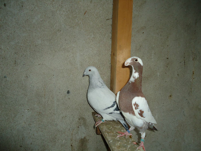 DSC03948