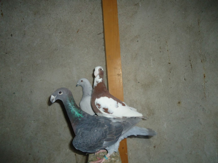 DSC03954