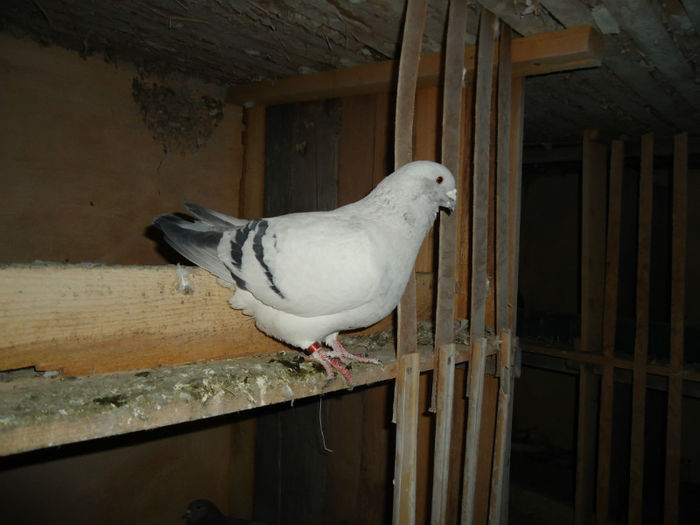 DSC03972
