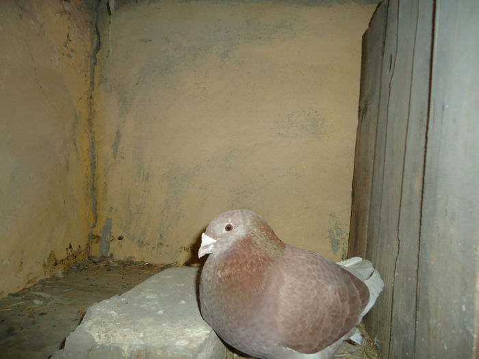 DSC03981