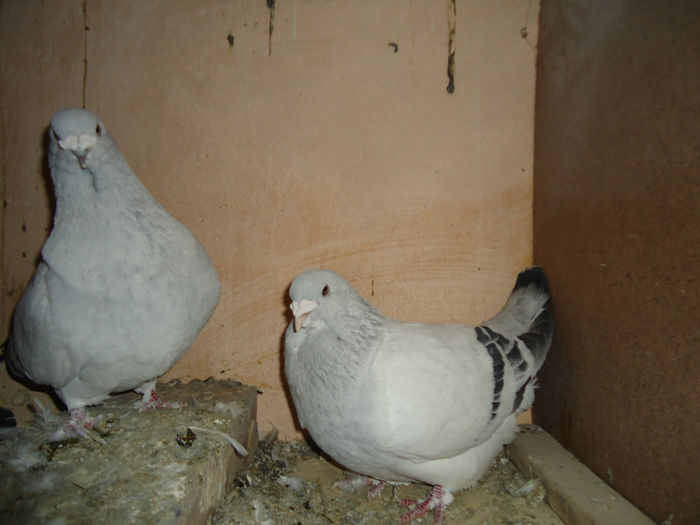 DSC03984