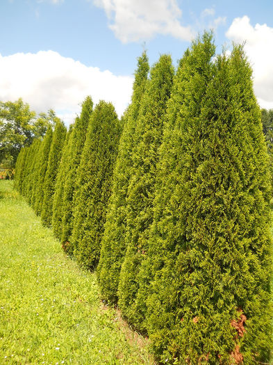 Thuja occidentalis Smaragd; Thuja occidentalis Smaragd: Dimensiunea de livrare 30 - 40 cm, 
Pret: la ghiveci - 8 lei sau 
la legatura de 25 de bucati - 150 lei
