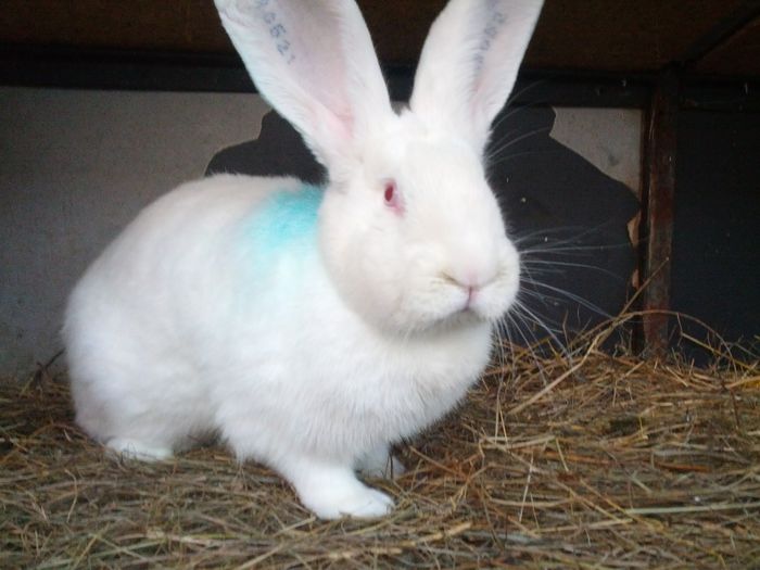 IMG_20130123_165611_1; femela 8 luni
