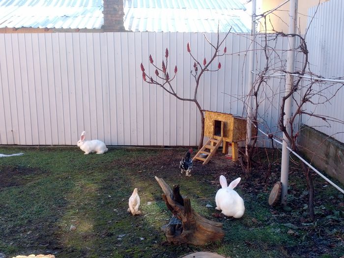 IMG_20130122_142414; Fetele prin curte
