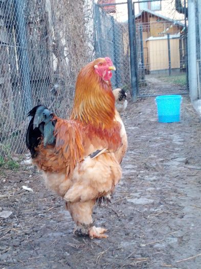 IMG_20130123_164324 - BRAHMA COLUMBIA