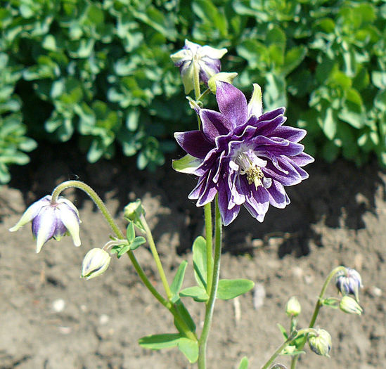 P1360936 - AQUILEGIA