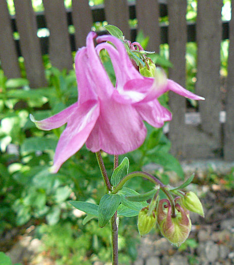 P1370019 - AQUILEGIA