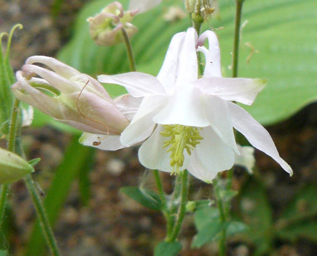 P1370704 - AQUILEGIA