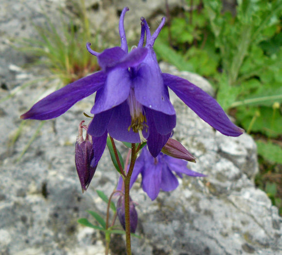 P1530152 - AQUILEGIA