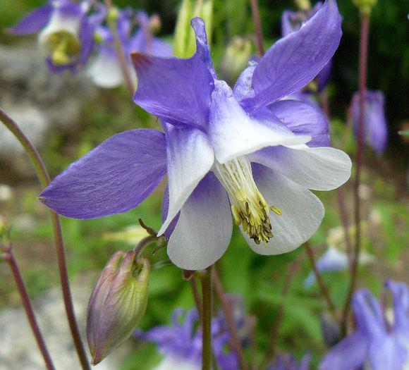 P1530161 - AQUILEGIA