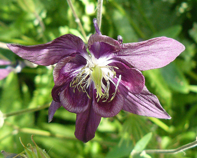 P1540653 - AQUILEGIA