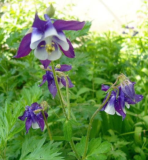 SN200016 - AQUILEGIA