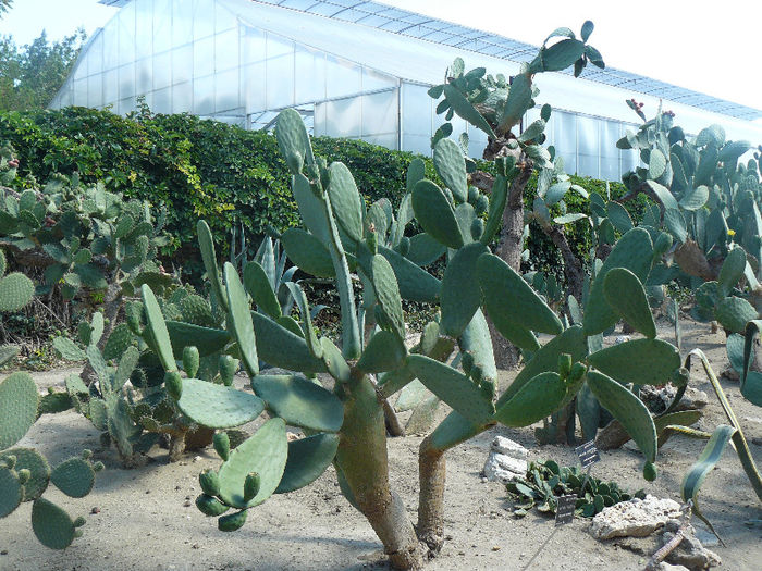 Cactusii din Gradina Botanica - BOLGARIA