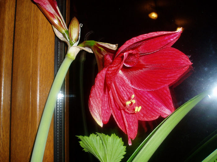 a inflorit!!! - Flori de la Fetele mele dragi