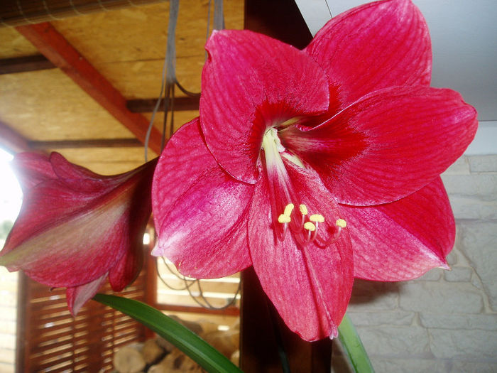 mii de multumiri angel22 - Flori de la Fetele mele dragi