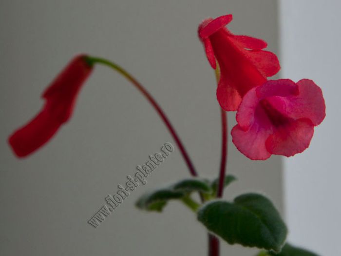 Sinningia Gabriel s Horn - GLOXINIA _ SINNINGIA
