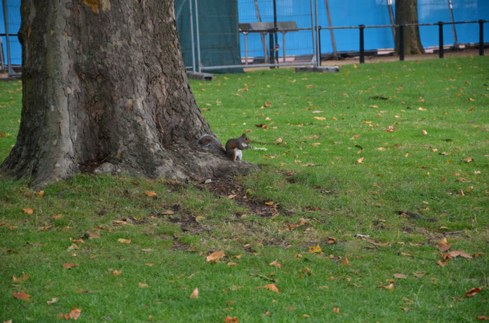 DSC_1857 - Veveritele din St James Park London