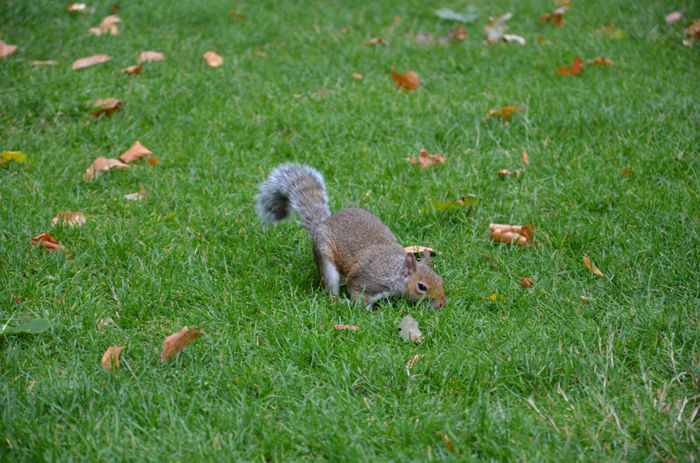 DSC_1865 - Veveritele din St James Park London