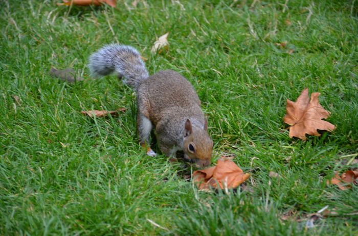 DSC_1866 - Veveritele din St James Park London