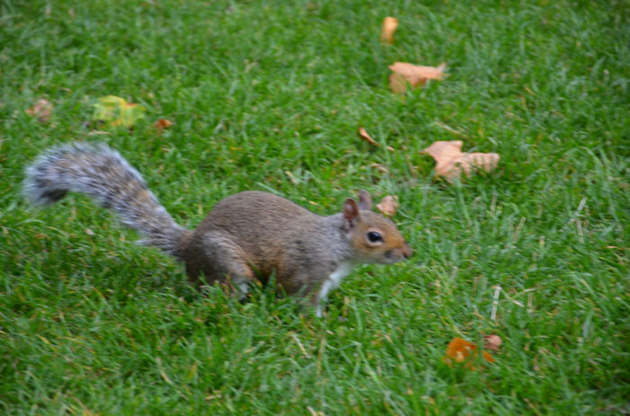 DSC_1868 - Veveritele din St James Park London