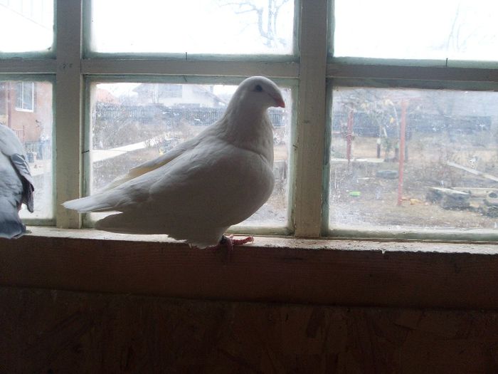 F 2010 - 3 porumbei americani