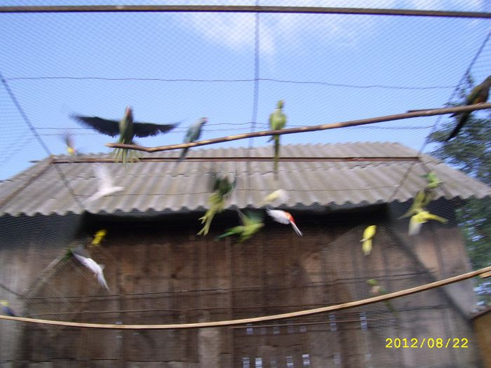 voliera zbor - Papagali-Voliera pentru zbor