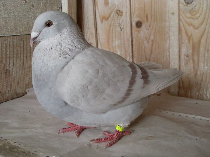 f 2011 - 10 porumbei standard argintii