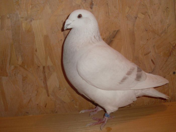 M 2012 - 10 porumbei standard argintii