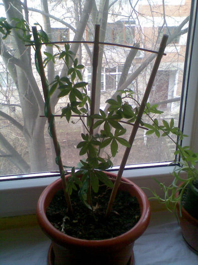 Passiflora-multumesc ANDRA - Ianuarie