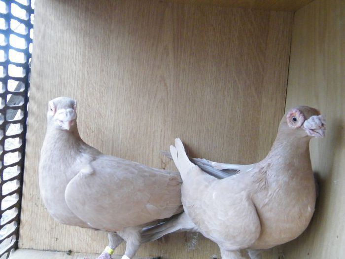 2013_0202Galambok20081