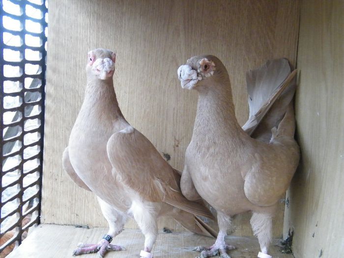 2013_0202Galambok20088