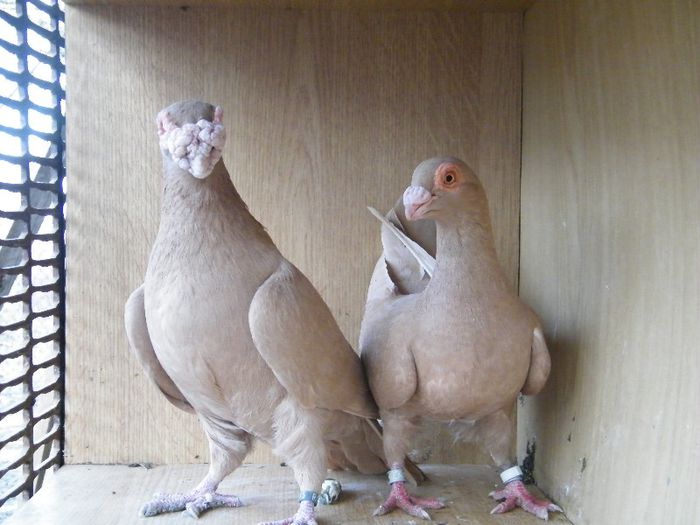 2013_0202Galambok20091