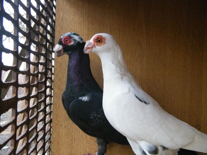 2013_0202Galambok20099