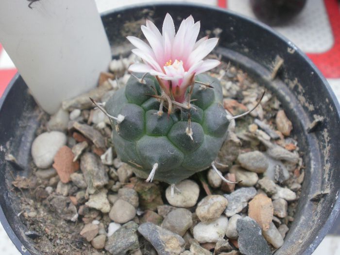 Turbinicarpus bonatzii - 2013