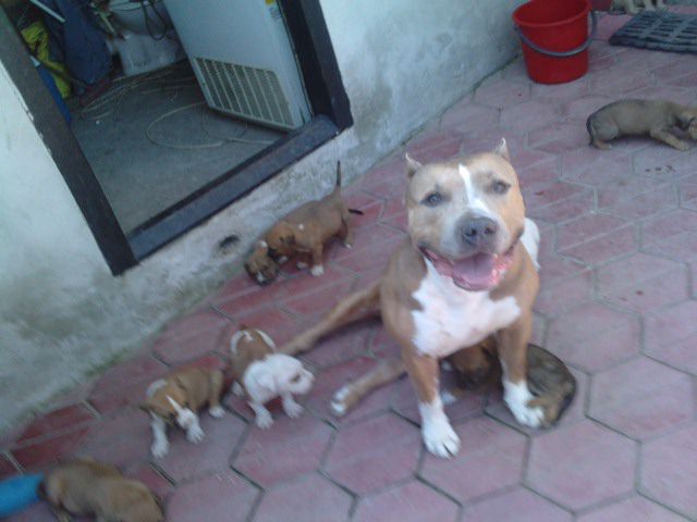 tatal - amstaff