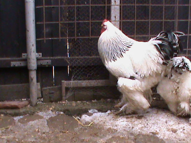 DSC00757 - brahman herminat alb