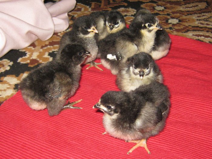 puisori din 31 ian. 2013 - AA_Australorp matca 2013 - vandut