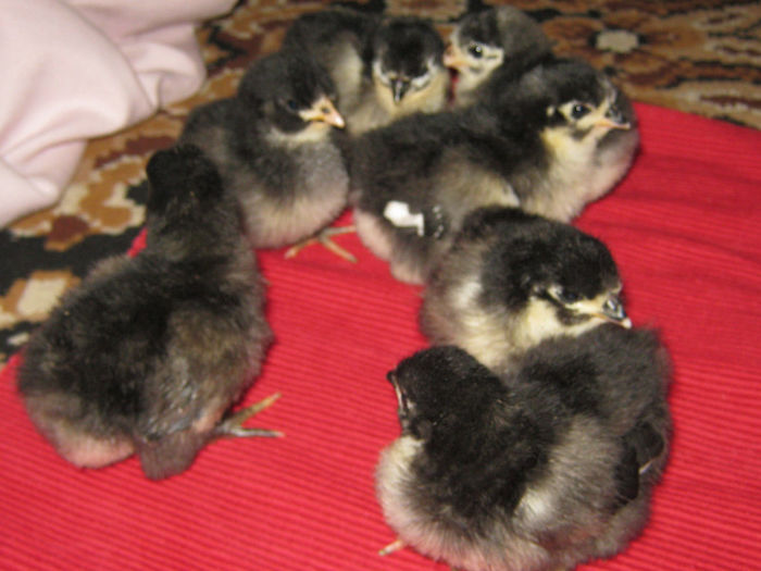 puisori din 31 ian. 2013 - AA_Australorp matca 2013 - vandut