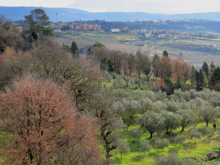 IMG_0090 - NORI SI UN PETIC DE LUMINA