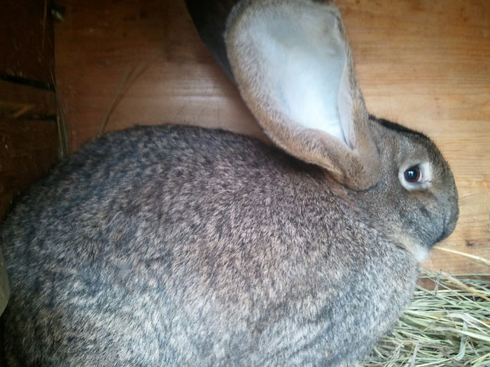 mascul 7luni - iepuri uriasi 2013