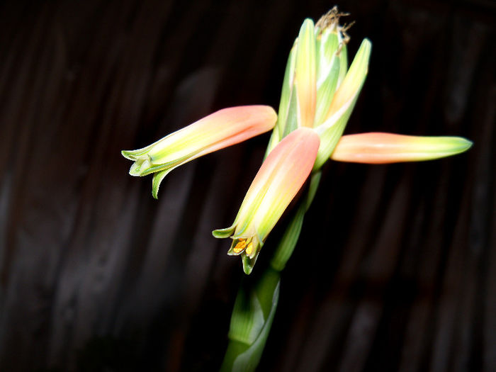 101_6752 - ALOE HUMILIS